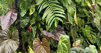 FBevent-houseplants