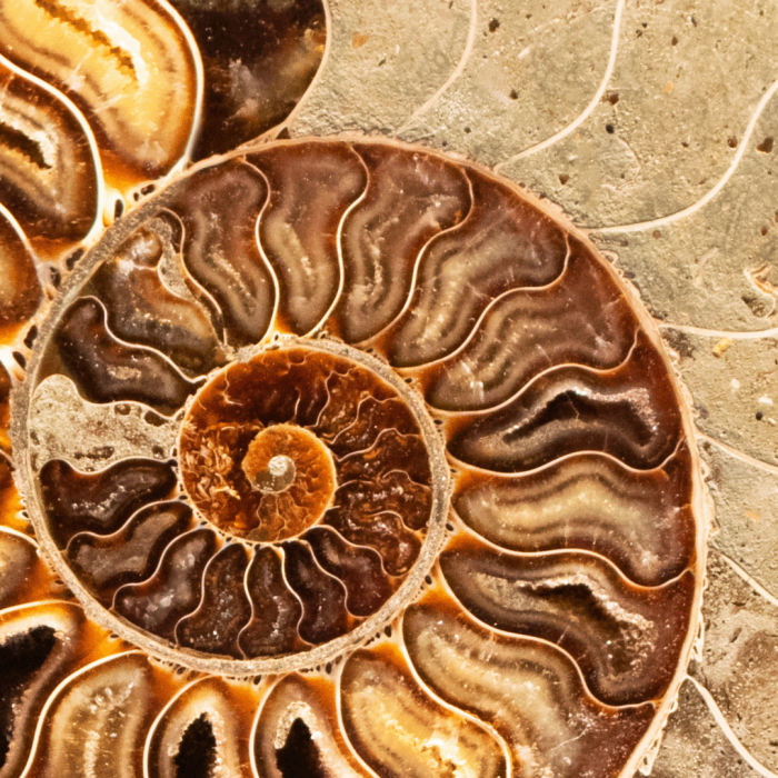 Science Solvers: Fossils–A drop-in progr