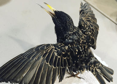 starling