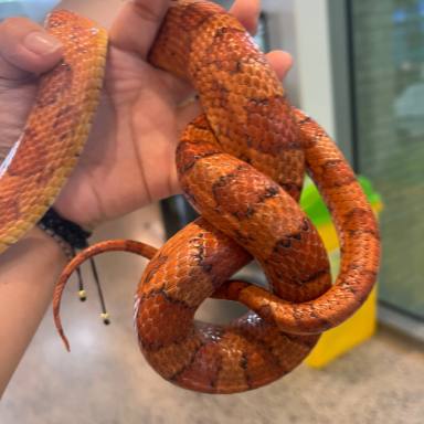 vet tech 101-year of the snake