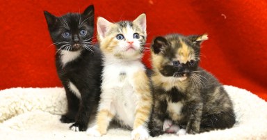 ARF Kittens 2