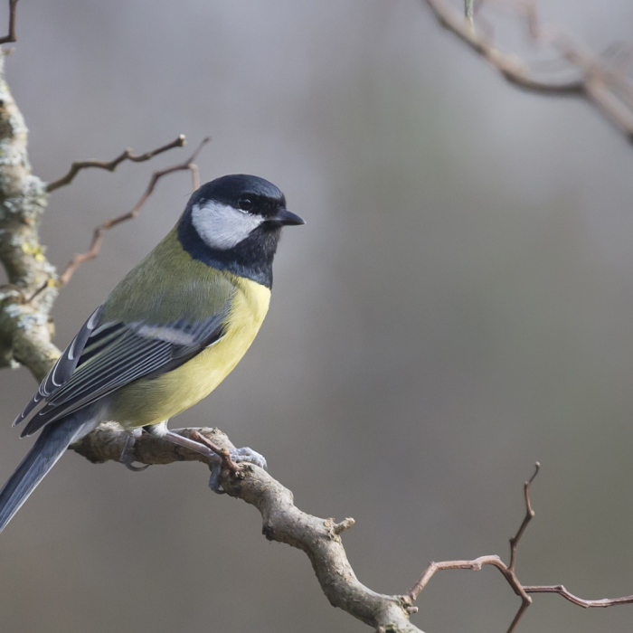 Explore birds’ northern migration throug