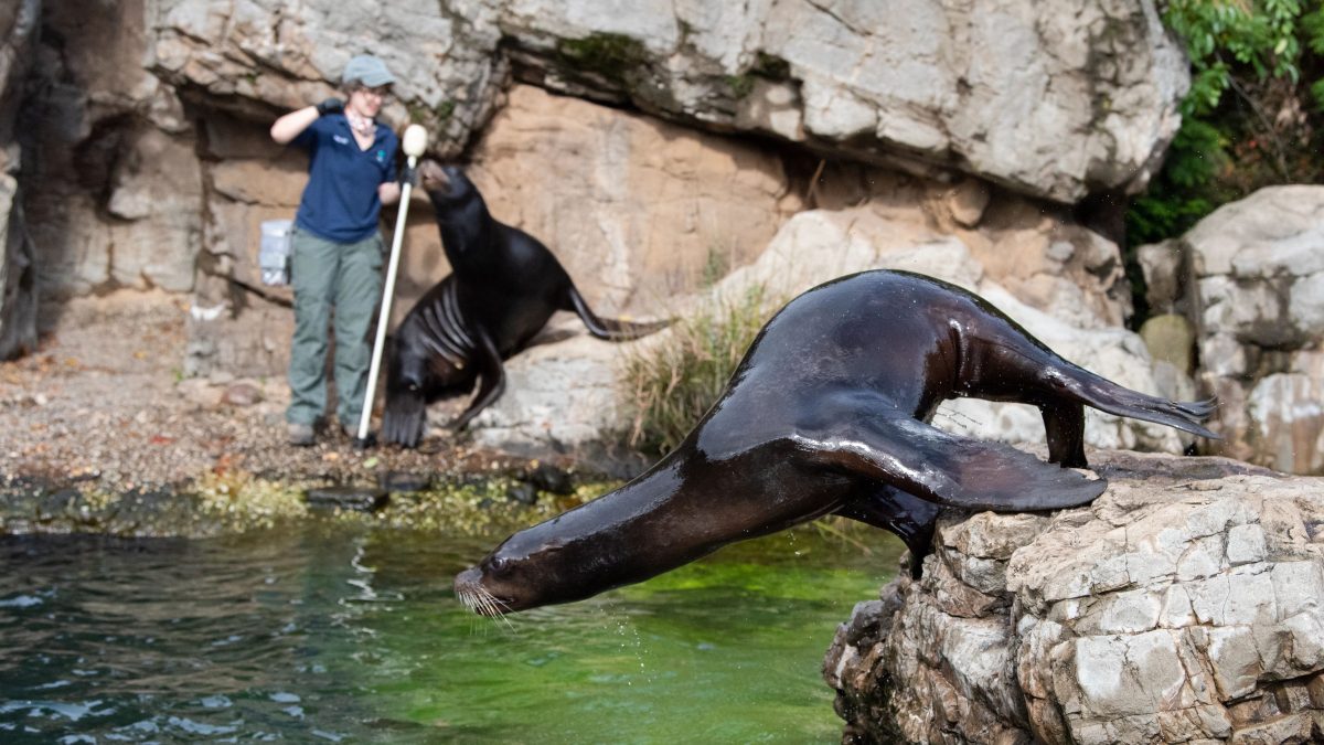 Julie Larsen Maher_8016_California Sea Lion Feed_QZ_10 27 21