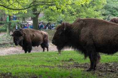 American Bison with Visitors