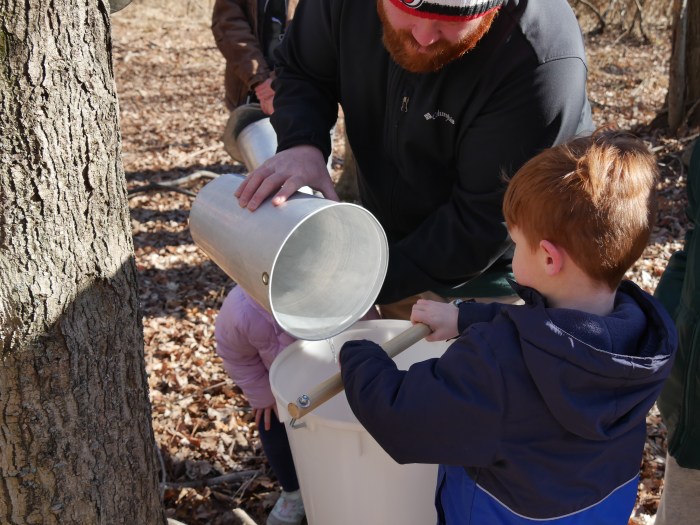 Learn the process of making maple syrup