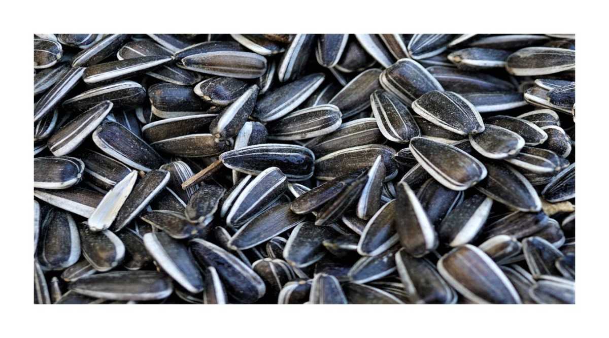 Seeds 9×5