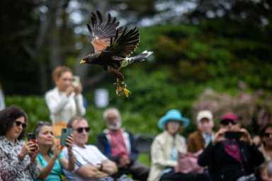 wave-hill_Falconry-Presentation-Skyhunters-in-Flight_credit