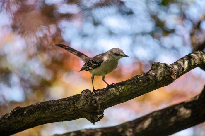 Welcome migratory birds back to Wave Hil