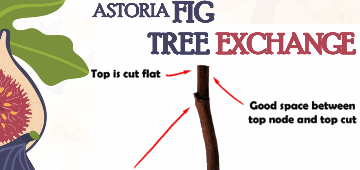 Astoria Fig Tree Exchange