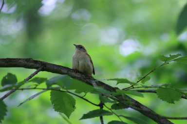 Carolina-Wren-scaled-O1JdEz.tmp_
