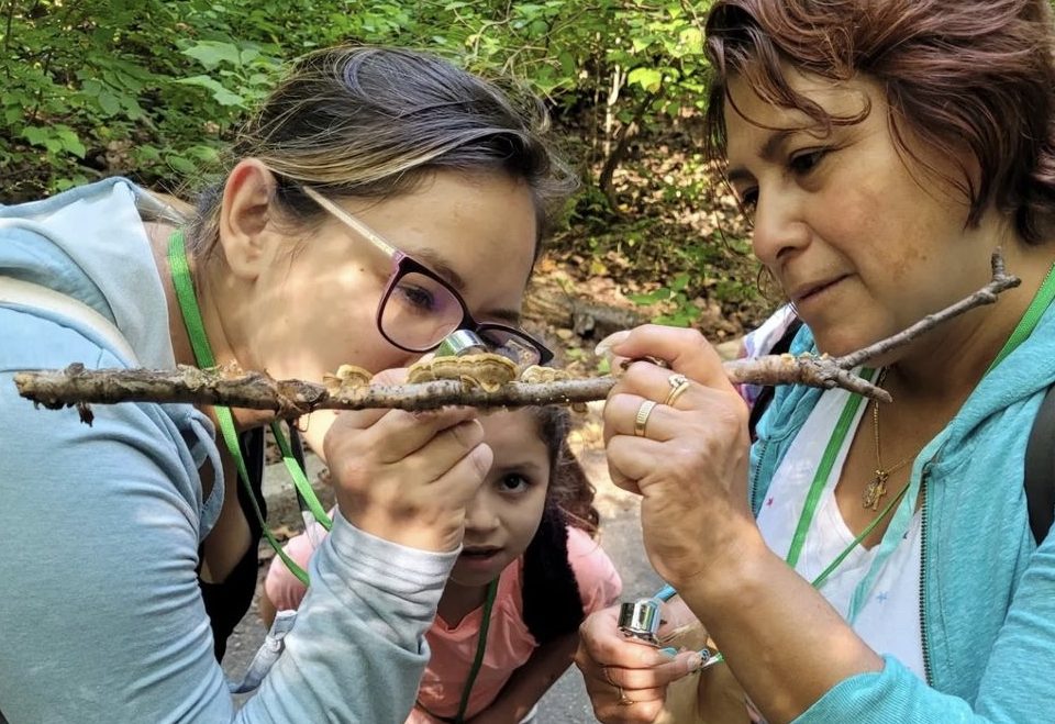 Image-courtesy-of-New-York-Mycological-Society-scdsh1.tmp_