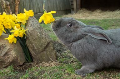 Julie Larsen Maher_3270_Giant Flemish Rabbits_QZ_03 17 16