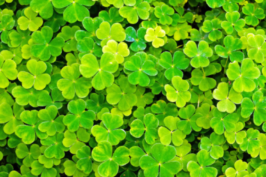 Long Island Pot O’ Clovers