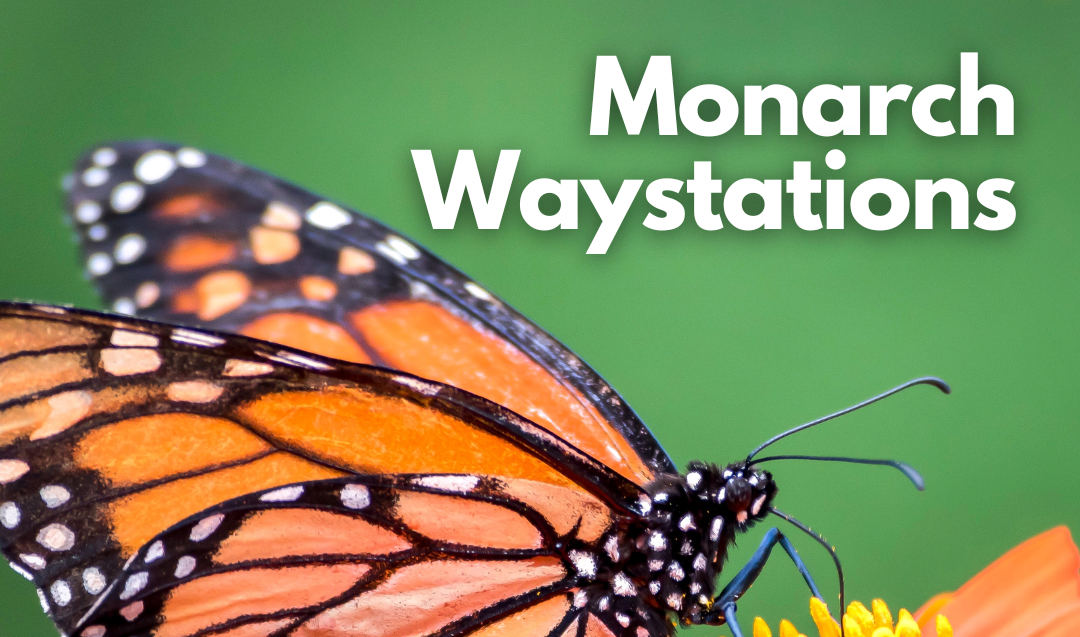 Monarch Waystations