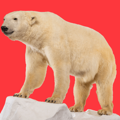 Science Solvers_ Polar Bears