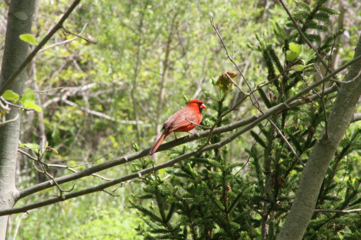 cardinal-scaled-Mn3430.tmp_