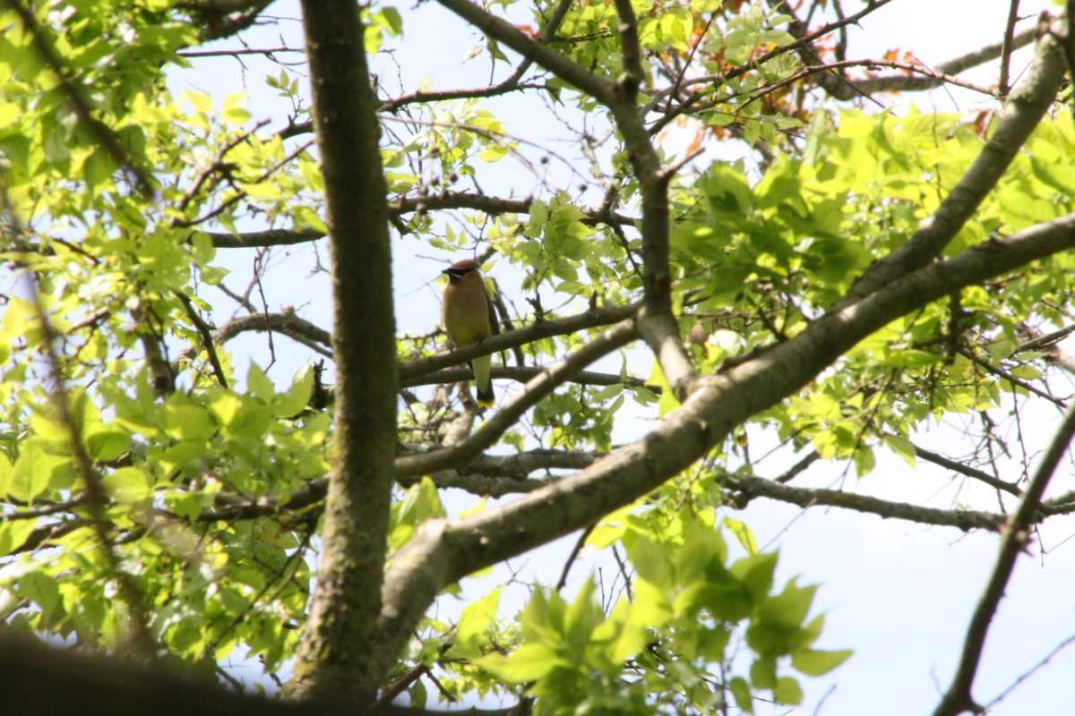cedar-waxwing-scaled-mVoJjL.tmp_