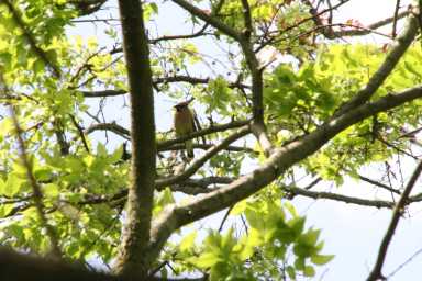 cedar-waxwing-scaled-mVoJjL.tmp_