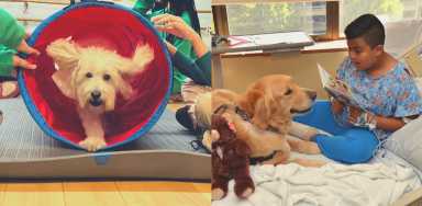 double photo therapy dog work