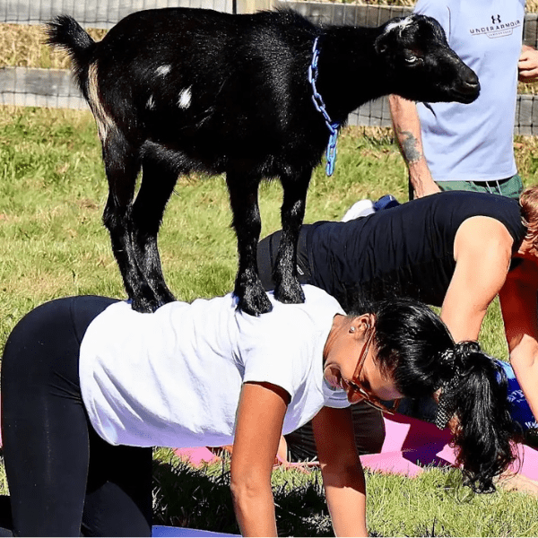 goat-yoga-june