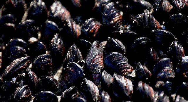 shellfish