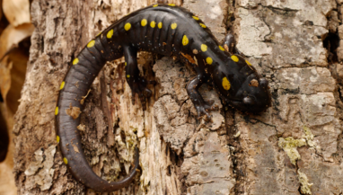 spotted-salamander