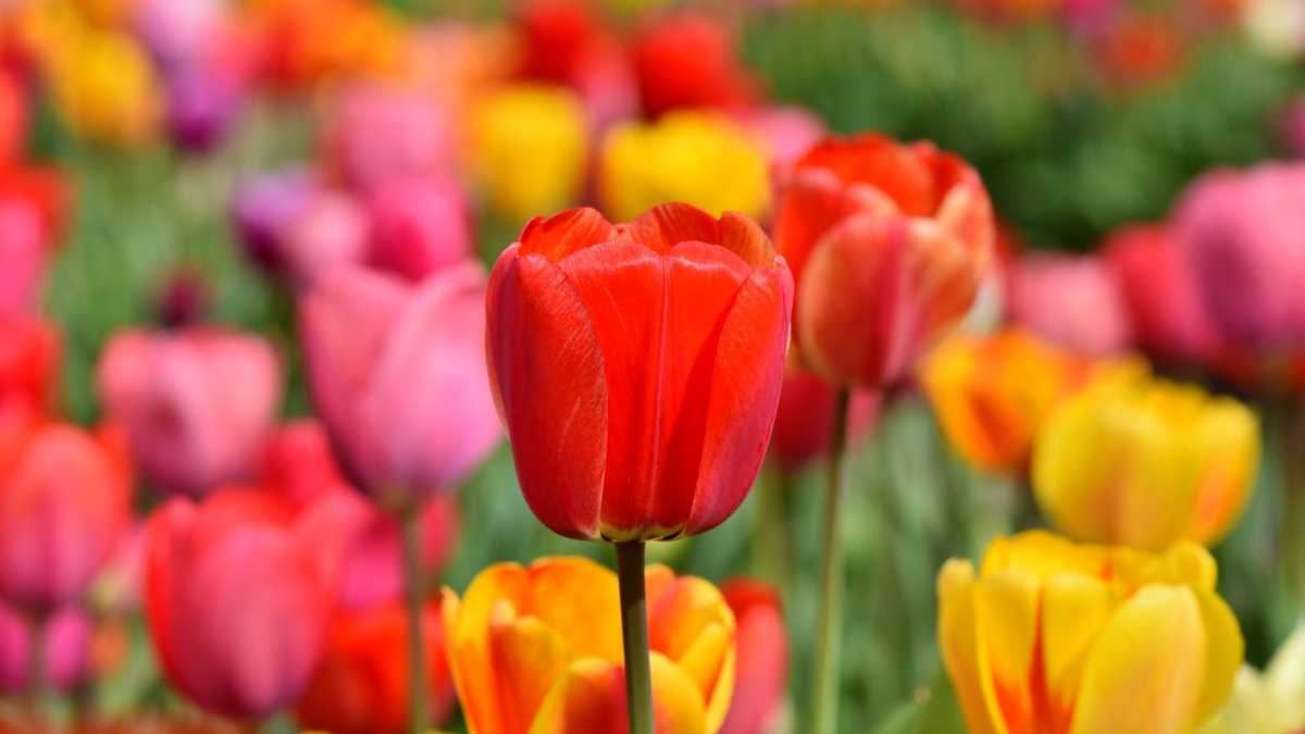 tulip photo