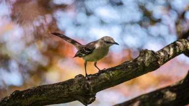wave-hill_Intro-to-Spring-Birding_credit-KarstenMoran (2)