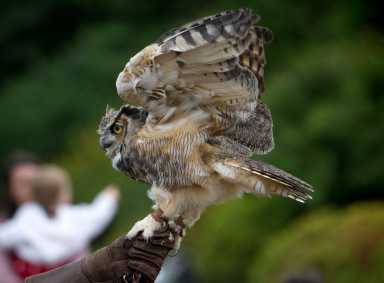 wave-hill_Wings-over-Wave-Hill_credit-Joshua-Bright_md