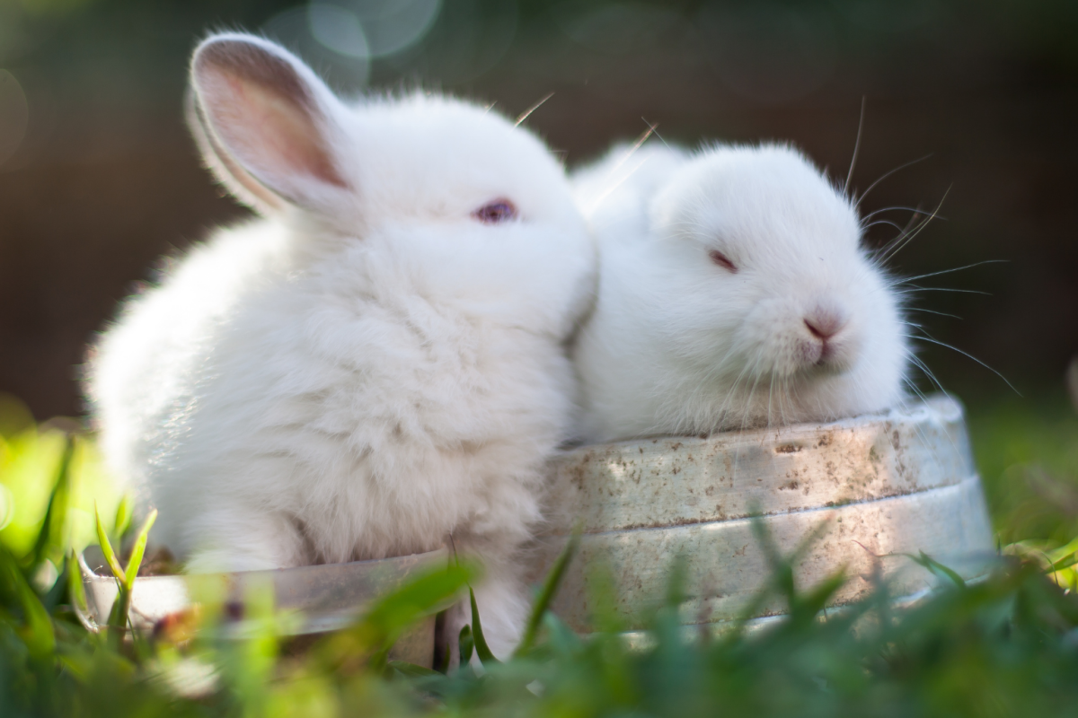 15th – Pet Rabbit 101
