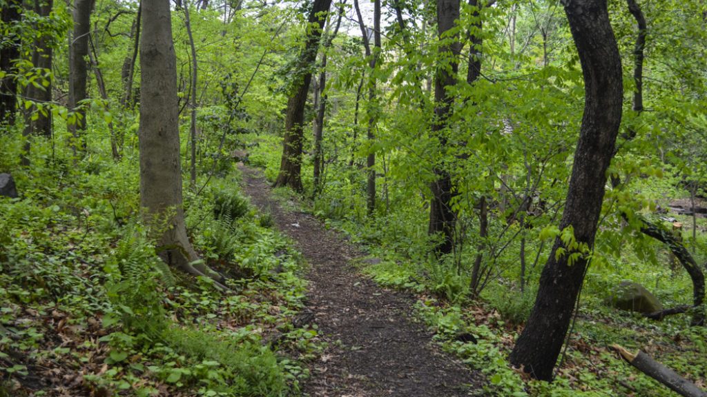 2020-spring_forest-bathing_Wave-Hill_01-2 (4)
