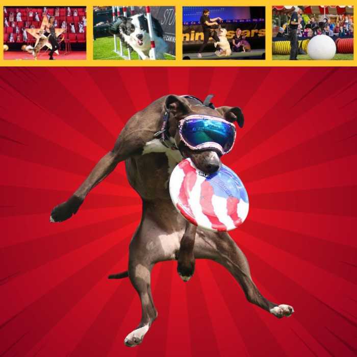 The Canine Stars Stunt Dog Show features