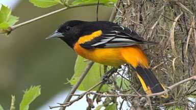 Birding with Ben flyer image