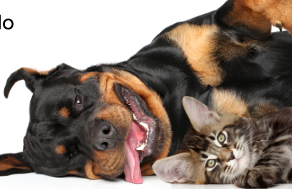 Family Pet First Aid Course_1080x1080