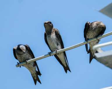 Purple Martins by John Dilworth