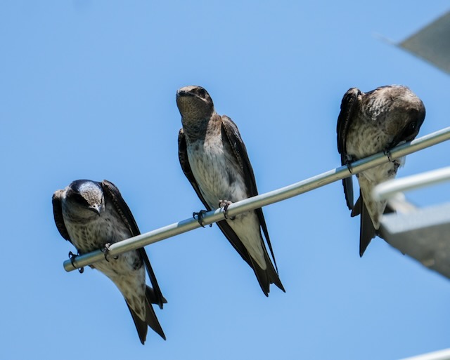 Purple Martins by John Dilworth