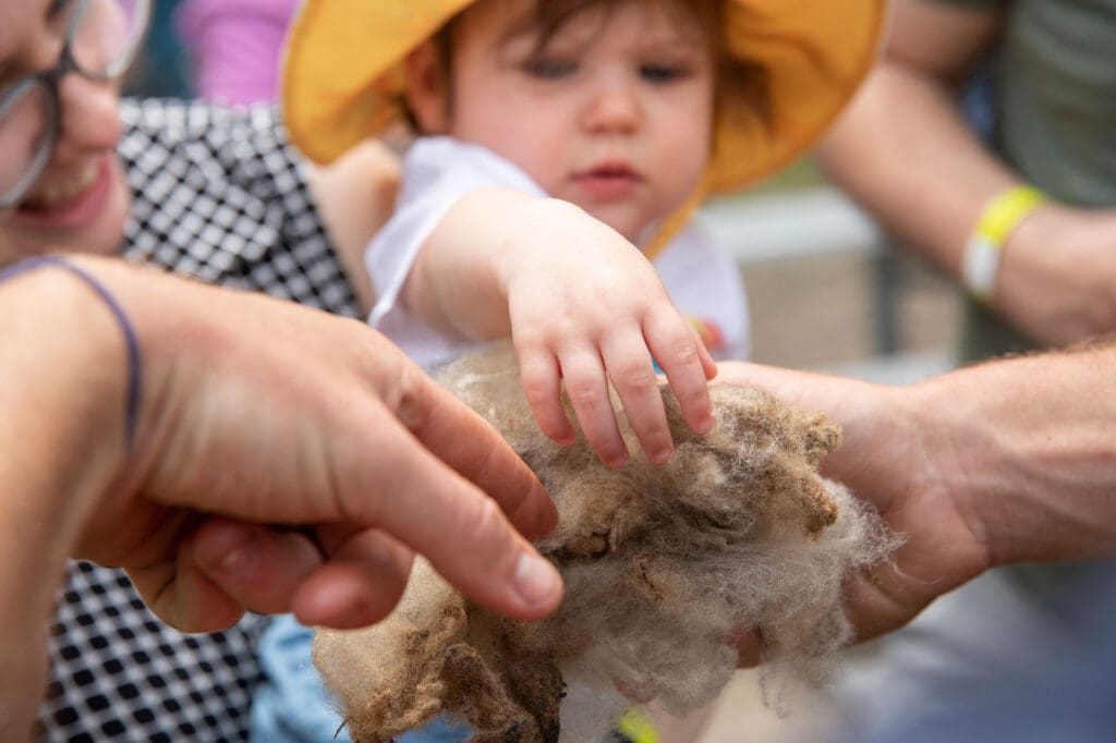 Queens Sheep Shearing Festival