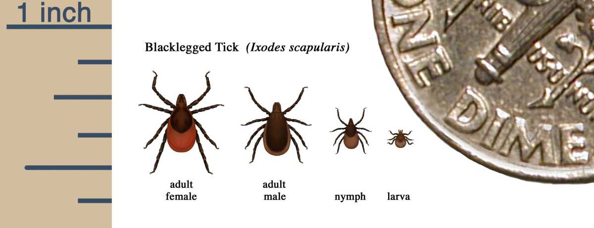 Tick Size Comparison Chart