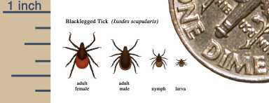 Tick Size Comparison Chart