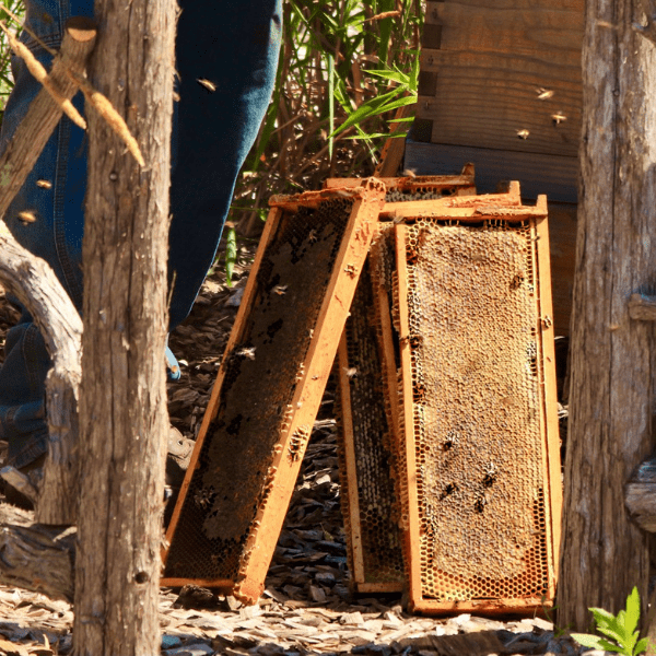 beekeeping-summer-clean-up