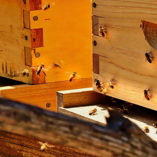 beekeeping-summer-heat