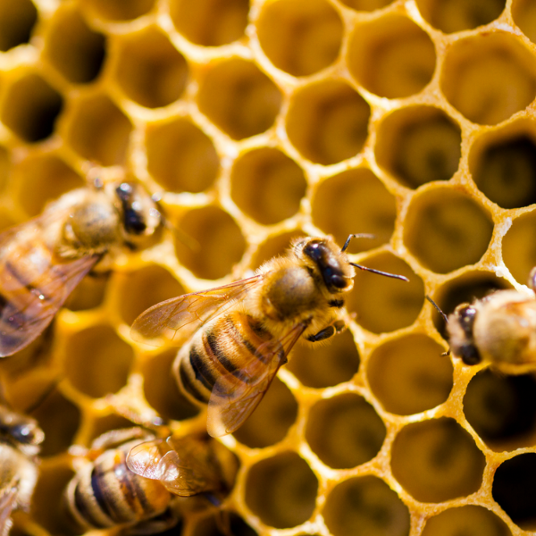 beekeeping-winter-prep