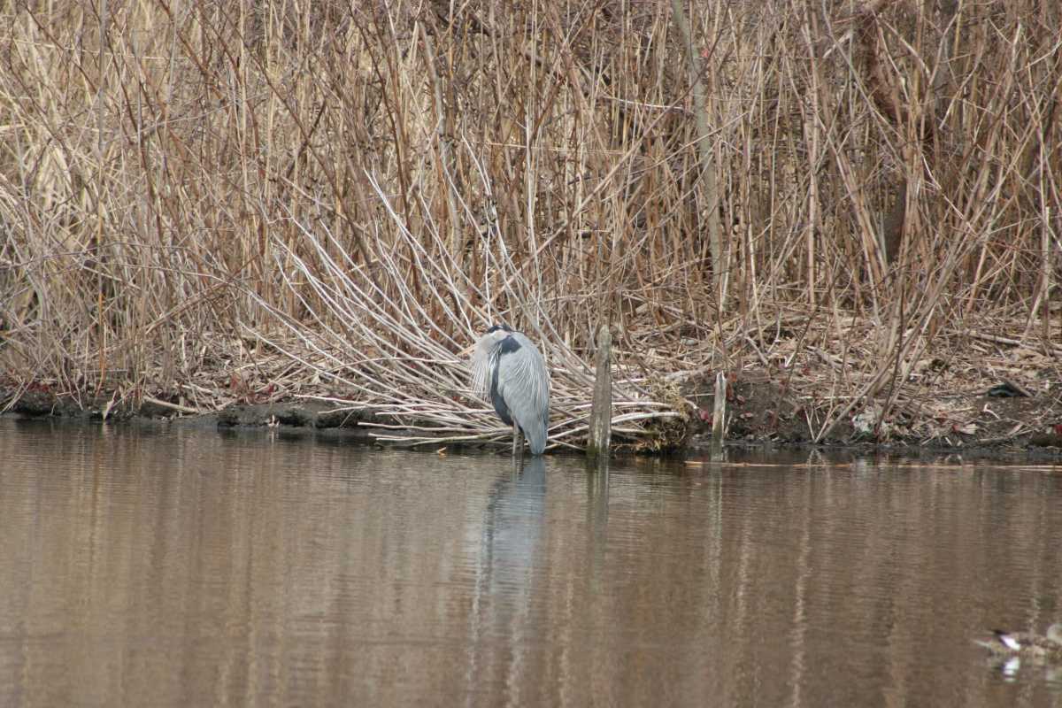 great-blue-heron-scaled-eEjQCb.tmp_