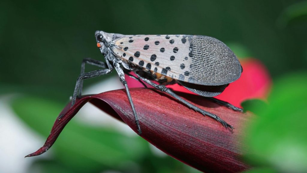 lantern fly