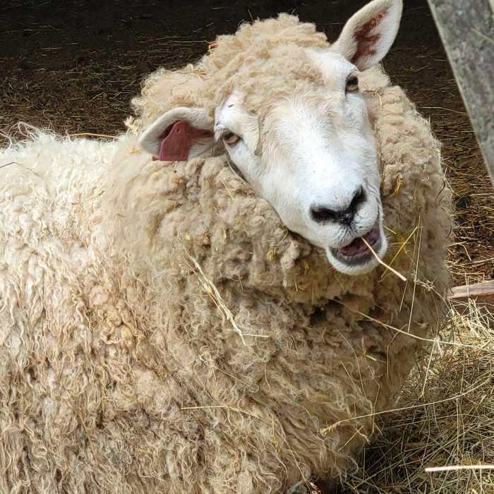 The annual Fleece & Fiber Festival f
