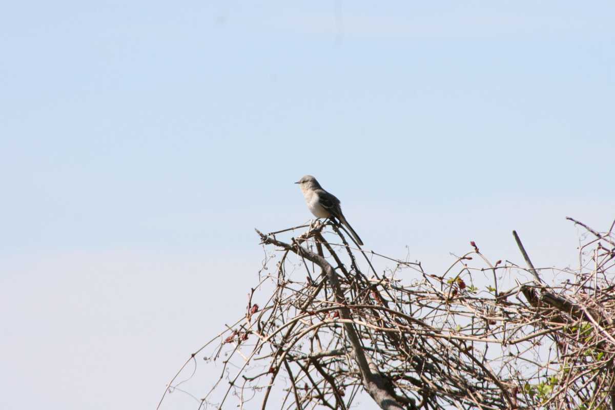 mockingbird-scaled-Qh1nn2.tmp_