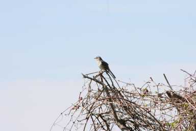 mockingbird-scaled-Qh1nn2.tmp_