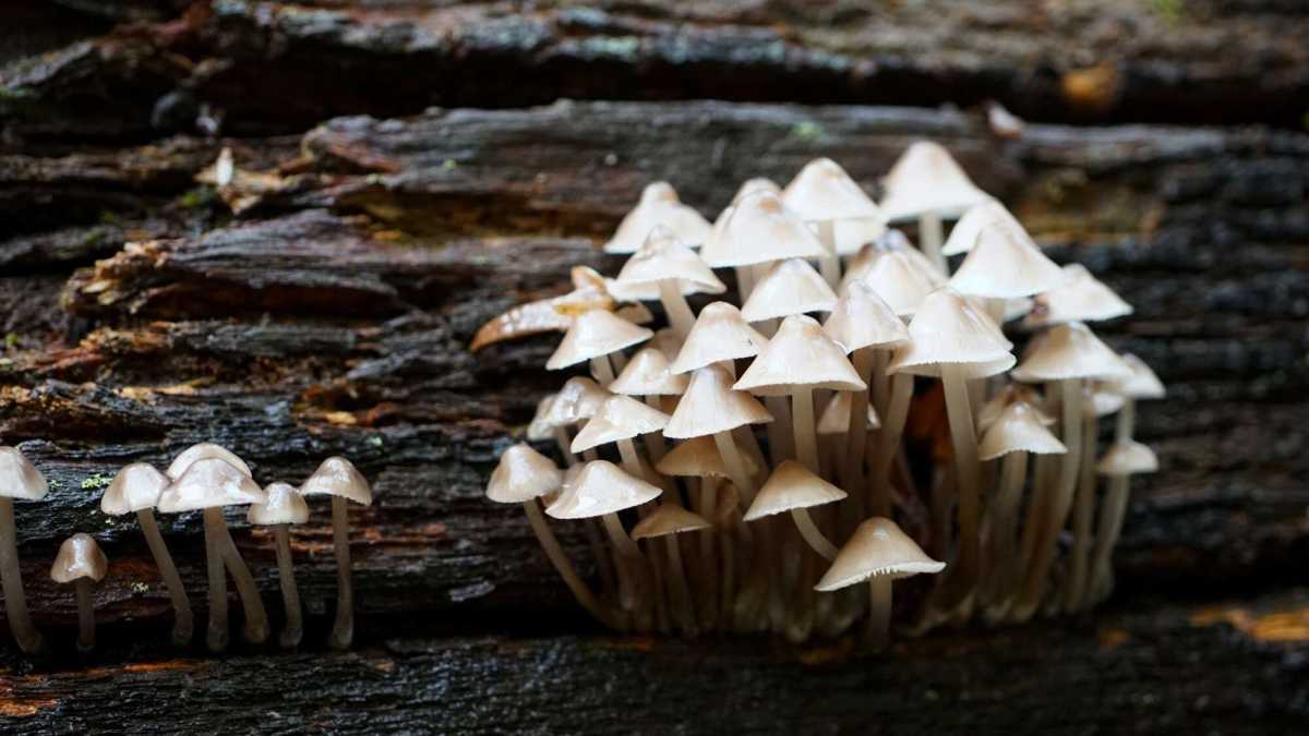 mushroom-8437670 (1)