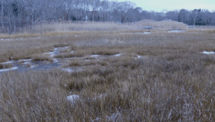 wetland-walk-wolf-swamp