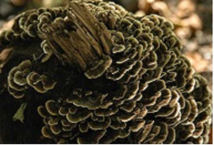 The Natural World Takes Center Stage in